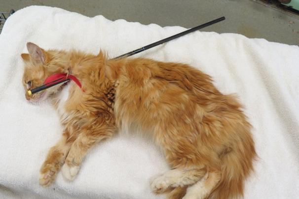 Reward offered for info on cat shot in shoulder with arrow