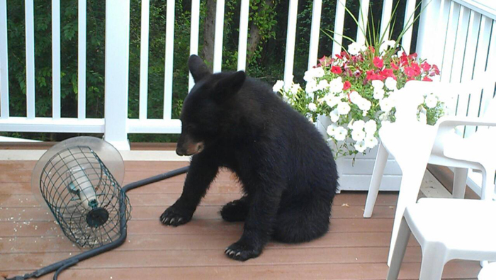 Summertime bears: Don’t be scared, be cautious