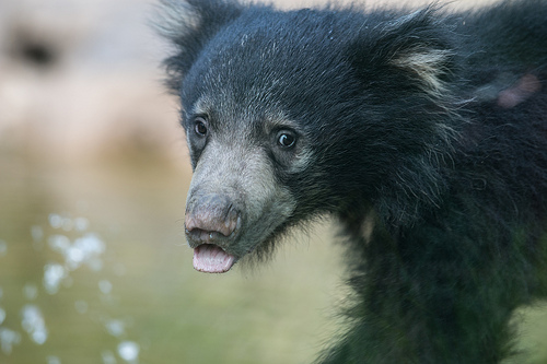 Sloth bear cub, Hank, makes his debut at National Zoo
