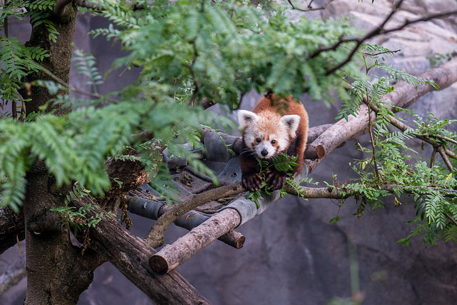 National Zoo reveals how red panda escaped enclosure