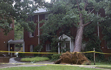 Families displaced in Arlington after tree falls into building