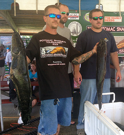 After contest, fewer snakehead in Potomac