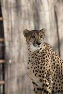 National Zoo mourning death of female cheetah