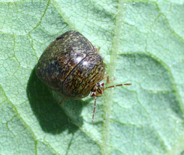 Invasive kudzu bug causes problems in Va., Md.