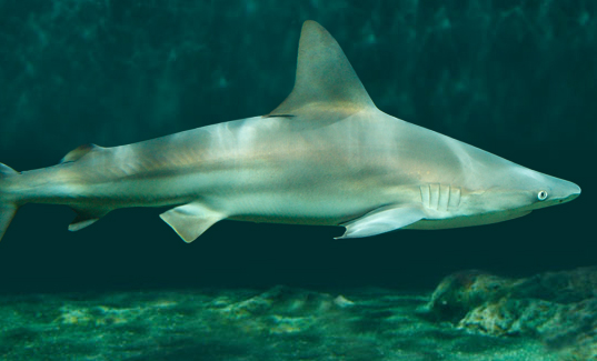 Sunday is last chance to catch Shark Weekend at National Aquarium