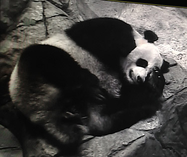 National Zoo prepares for possible panda cub