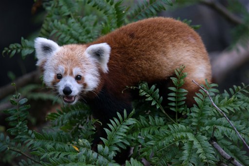 National Zoo taking no chances of another red panda escape