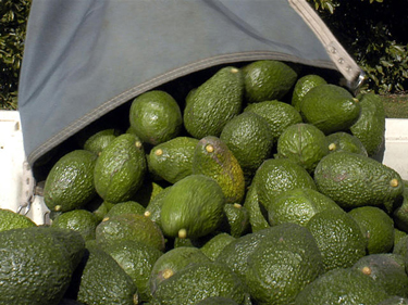 Avocados may be the perfect food