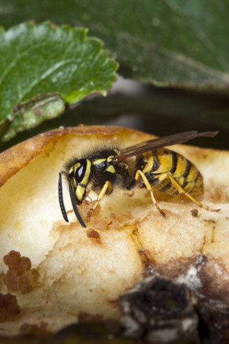 Garden Plot: The best way to get rid of yellow jackets