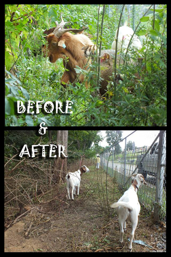 How did the goats do at Congressional Cemetery?