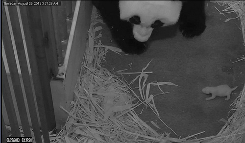 National Zoo’s panda cub doing well, bonding with mom