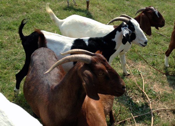 Md. church employs goats to uncover hidden graves (Photos)
