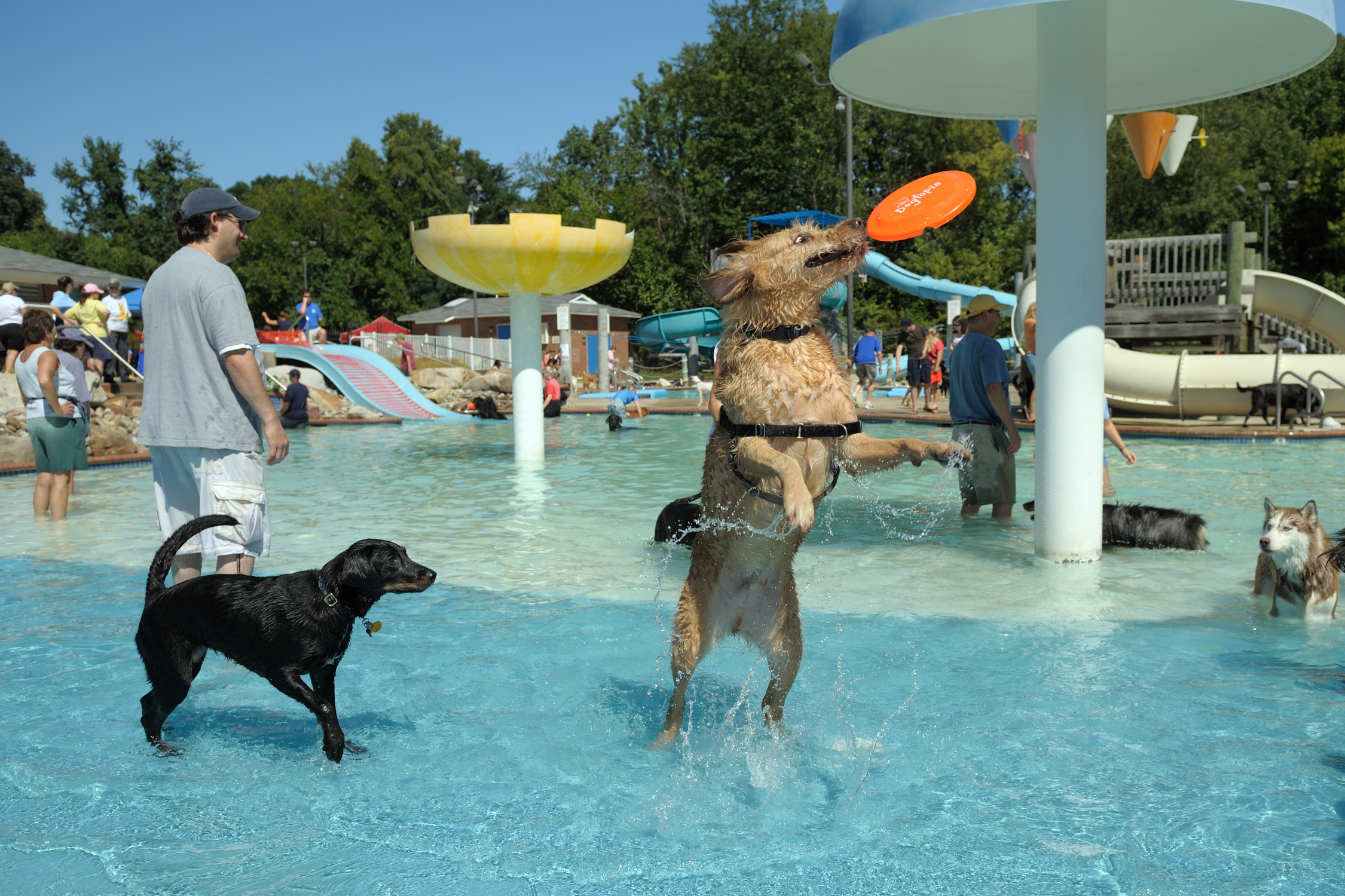 Party poopers? No pooch pool soiree this year in MoCo