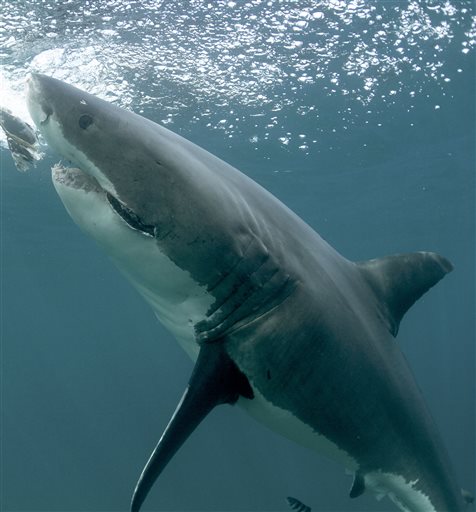 ‘Shark Week’ fun swims into the area