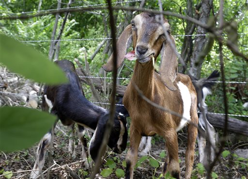 Goats Clear Congressional Cemetery Land