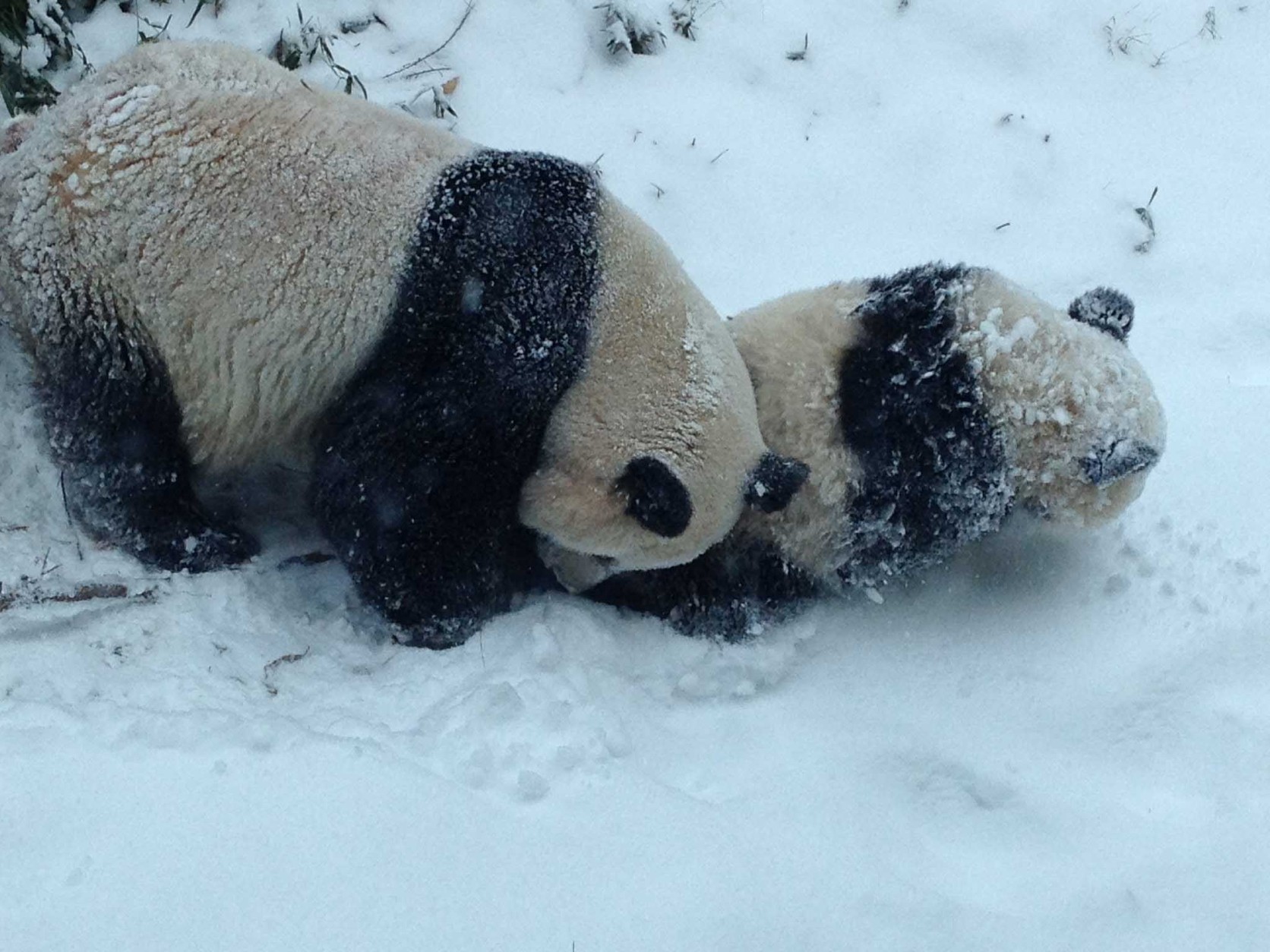 Bao Bao and Mei Xiang explored the snow in January.  (Photo: Devin Murphy/Smithsonian's National Zoo)