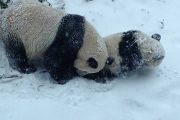 Bao Bao and Mei Xiang explored the snow in January.  (Photo: Devin Murphy/Smithsonian's National Zoo)