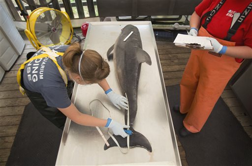 Researchers hunt for what’s killing the dolphins