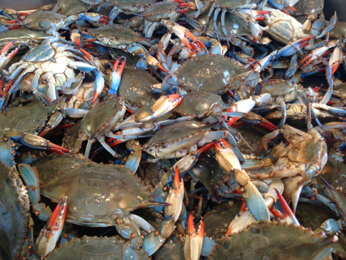 Pinching truth: It’s the worst blue crab season in decades