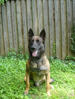 Retired Prince George’s County bomb-sniffing dog dies