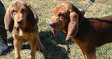 New bloodhound recruits prep for police duty in Fairfax County