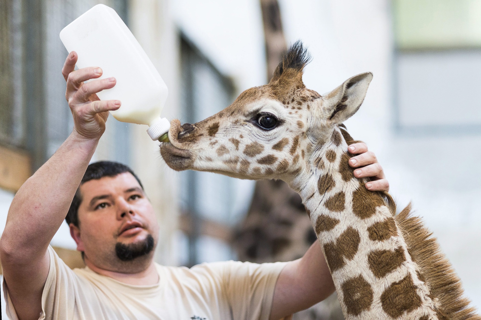 A two-month old giraffe calf, yet unnamed, is bottle-fed by keeper Laszlo Kovacs in the Nyiregyhaza Animal Park in Nyiregyhaza, 245 kms east of Budapest, Hungary, Saturday, Dec. 27, 2014. It happans sometimes that females having their first calves born are unable to breast-feed their offsprings, then keepers bottle-feed the babies till their age of six months. (AP Photo/MTI, Attila Balazs
