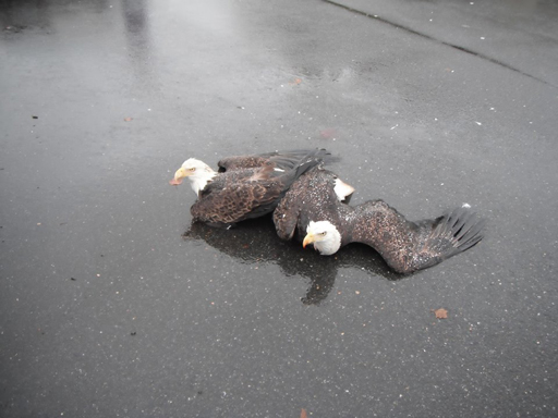 Entangled eagles fall from the sky in Loudoun County
