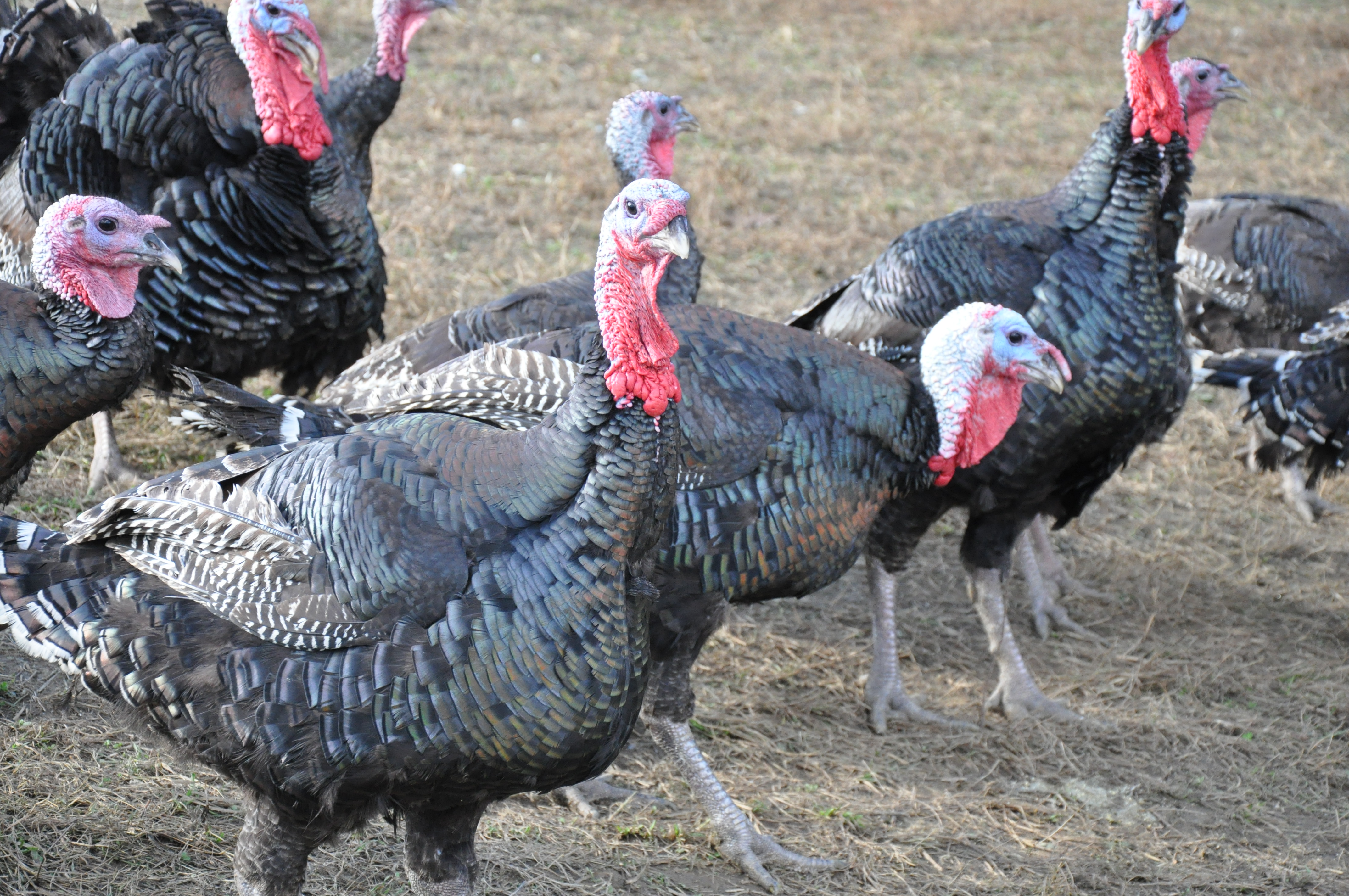 For area turkey farmer, it’s the busiest time of year (Video)