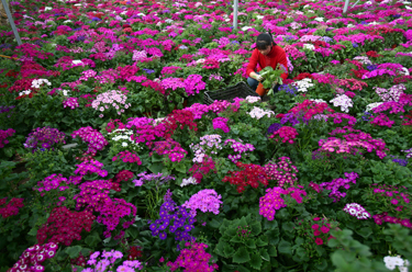 Garden Plot: Now’s the time to plant your potted plants