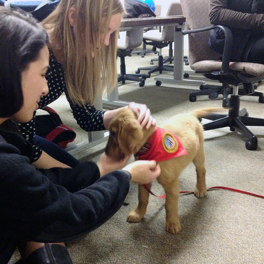 Service dogs practice their stress relief skills on Georgetown law students