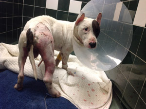 Suspect in stabbing of McFly the dog released from jail