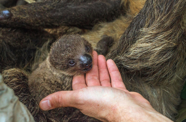Baby sloth born at National Aquarium