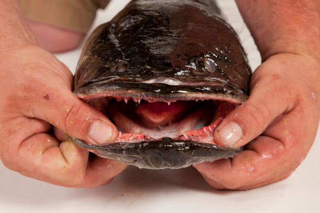 Charles County holds contest to rename snakehead