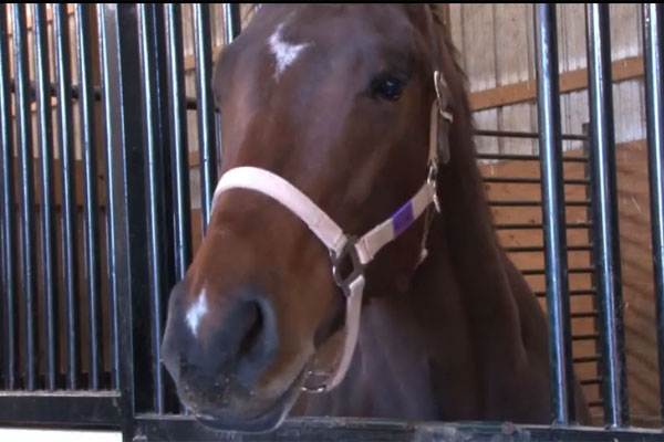 Abandoned horses struggle to recover after recession (Video)