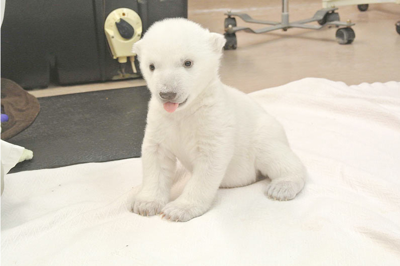 Toronto Zoo polar bear cub thriving after rough start (Video)
