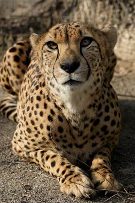 8-year-old cheetah euthanized at National Zoo