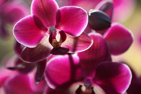 Let orchids wipe your winter blues away