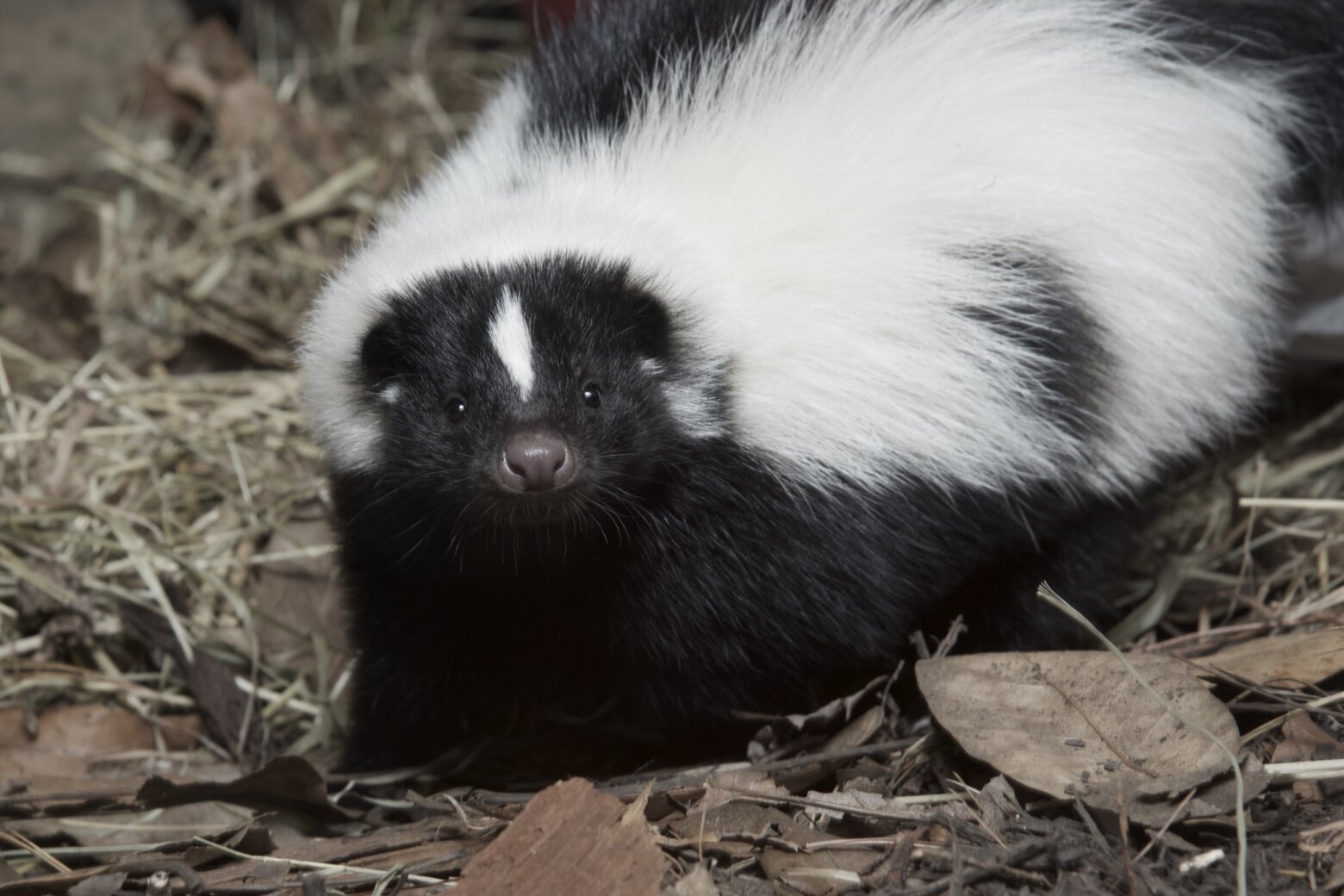 Rabid skunk found in Odenton community
