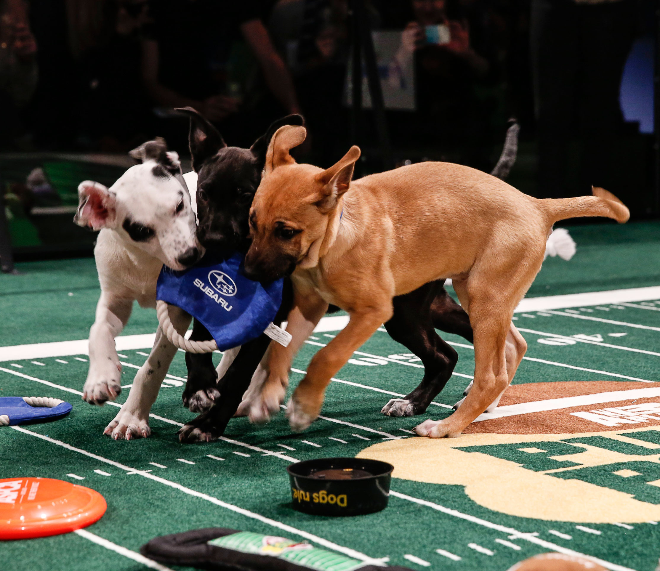 Puppies promise ‘Super Bowl of Cuteness’