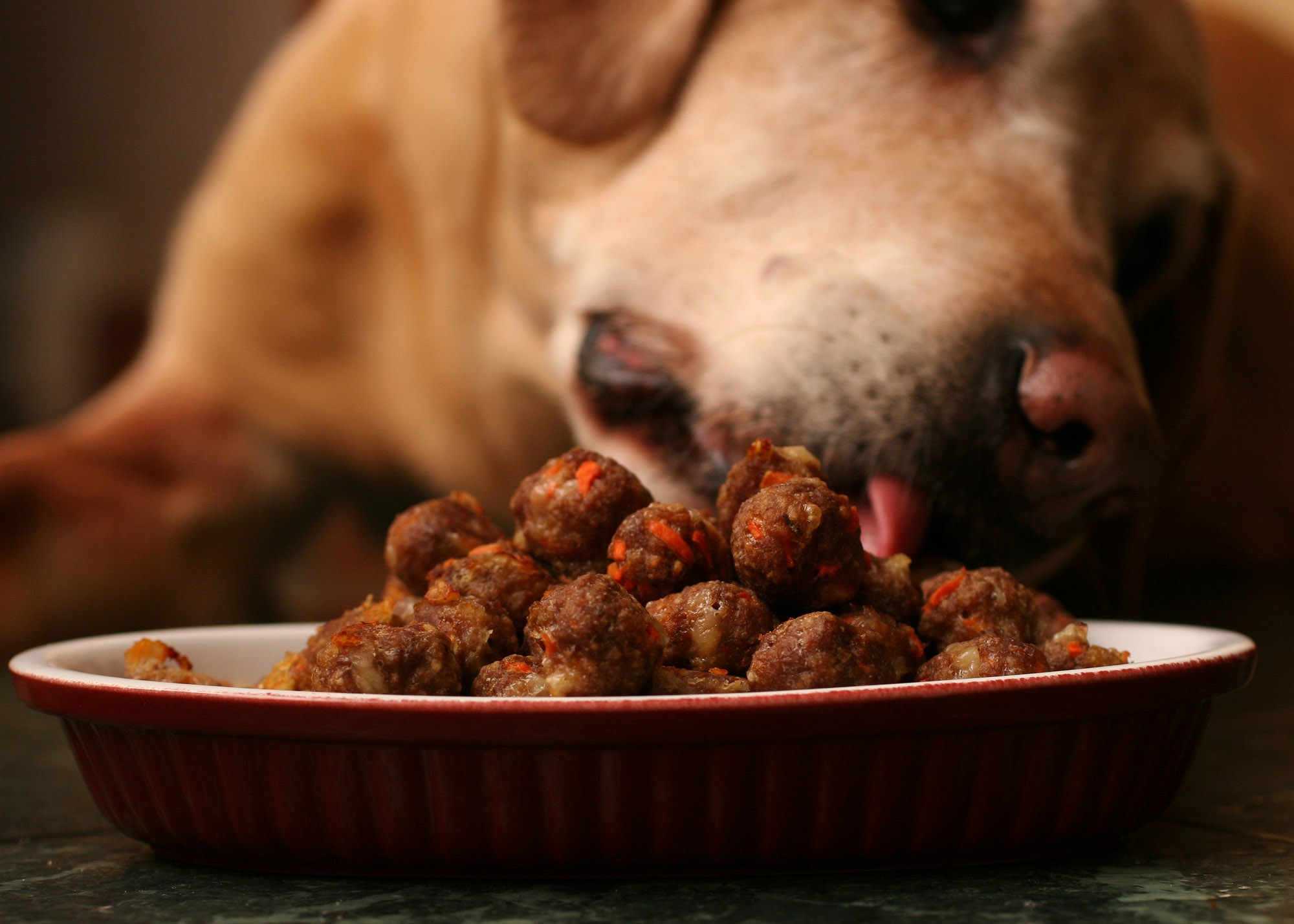 Some turn to DIY dog food after recent pet recalls