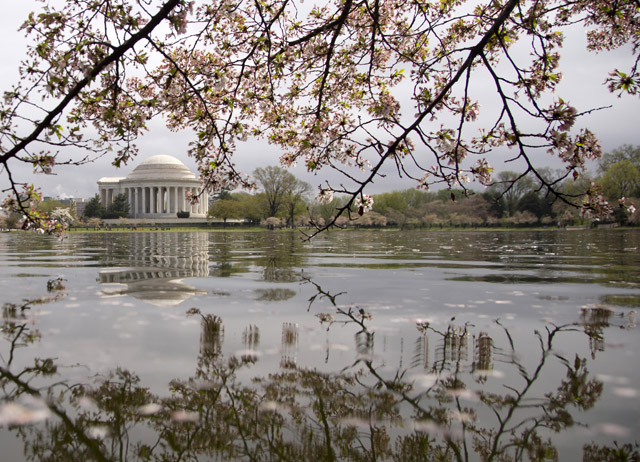 Metro to suspend weekend track work during Cherry Blossom Festival
