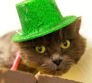Local pets hope for luck of the Irish
