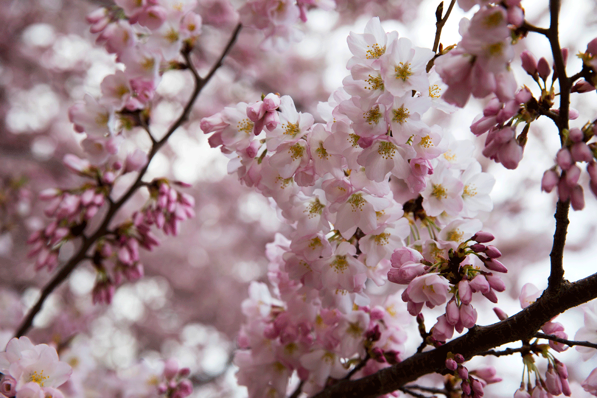 Cherry blossom peak bloom dates announced