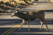 The day I hit, killed a deer on my way to work: Deer mating season increases crash risk for drivers