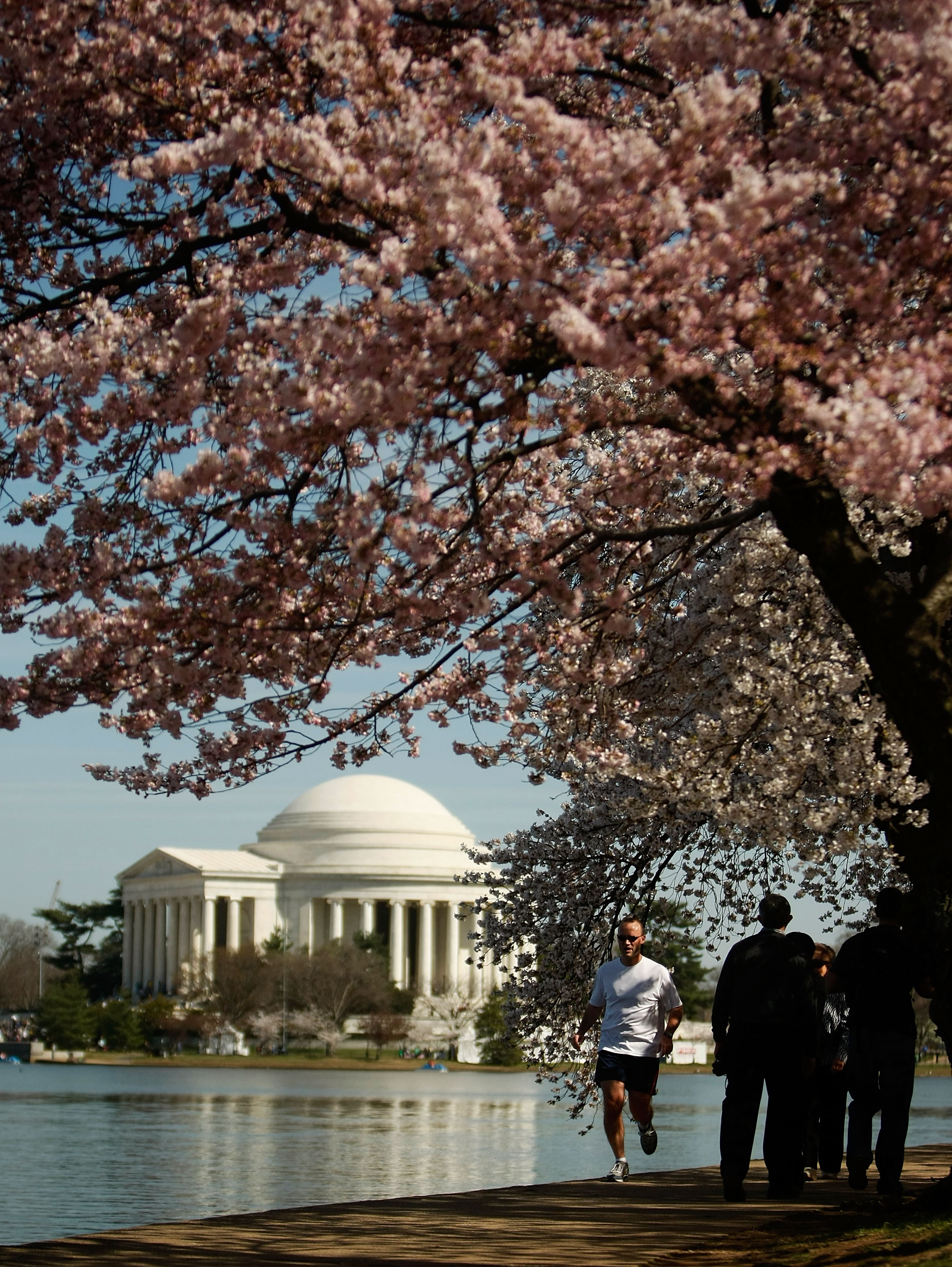 Run your best race at the Cherry Blossom 10-Mile Run