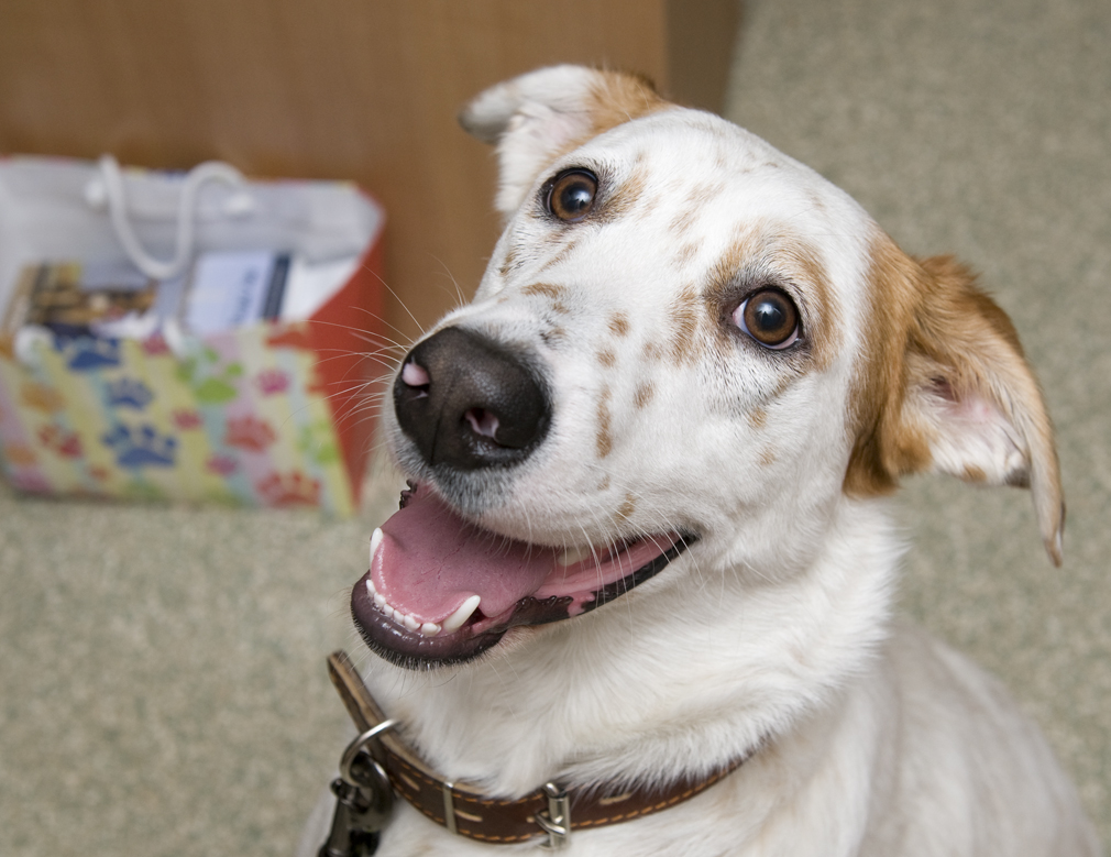 Pet of the Week: Belka, a Sochi dog