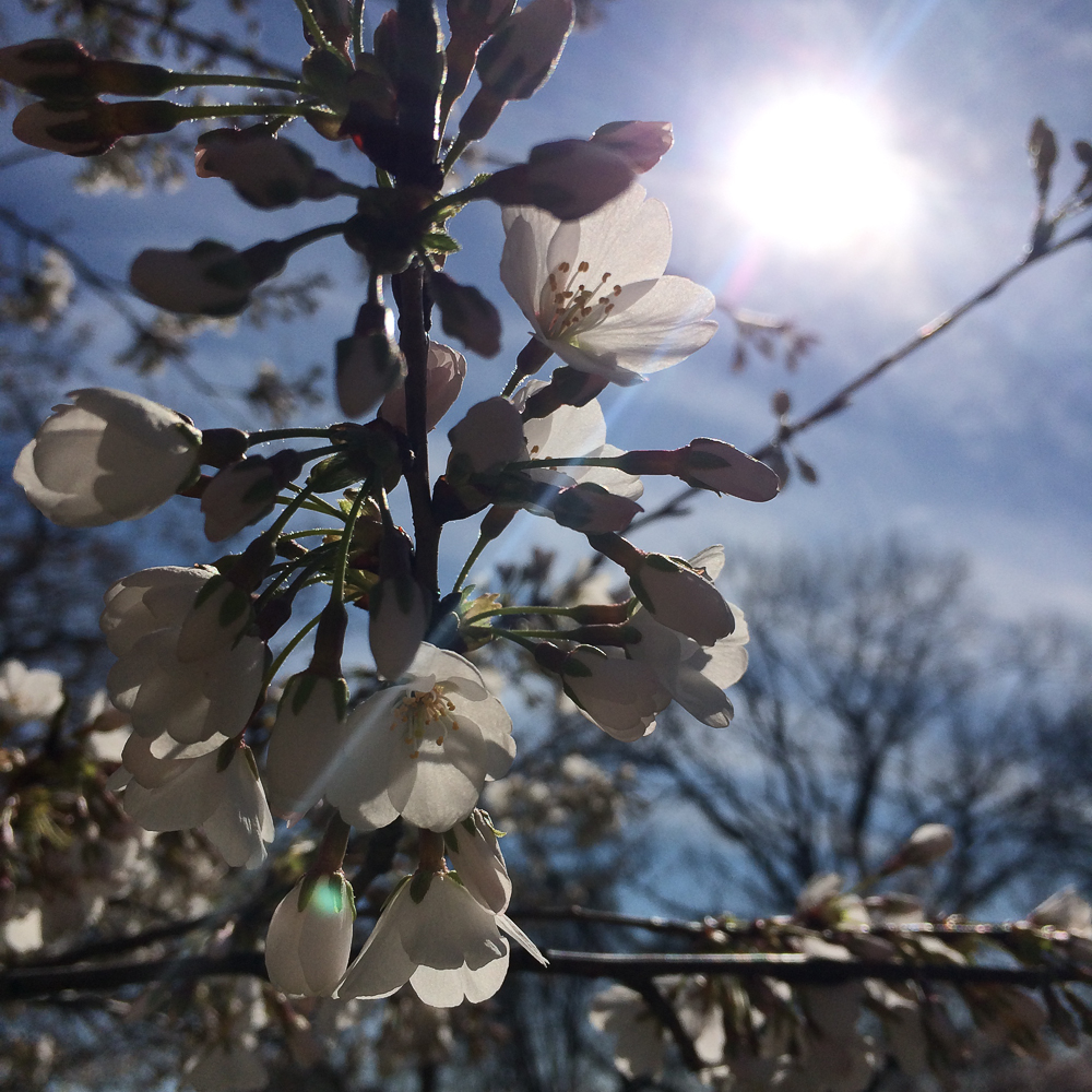 7 tips for great cherry blossom phone photos