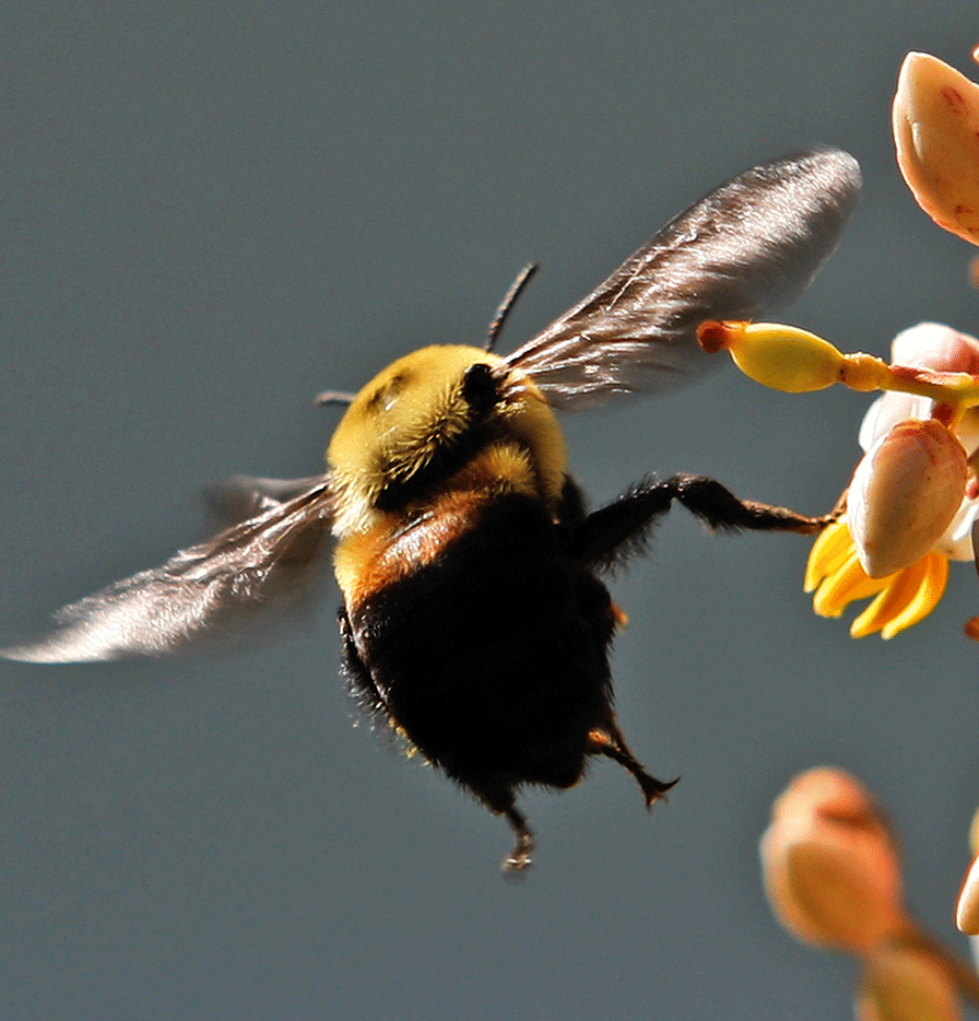 Garden Plot: Don’t want to get stung? You won’t!