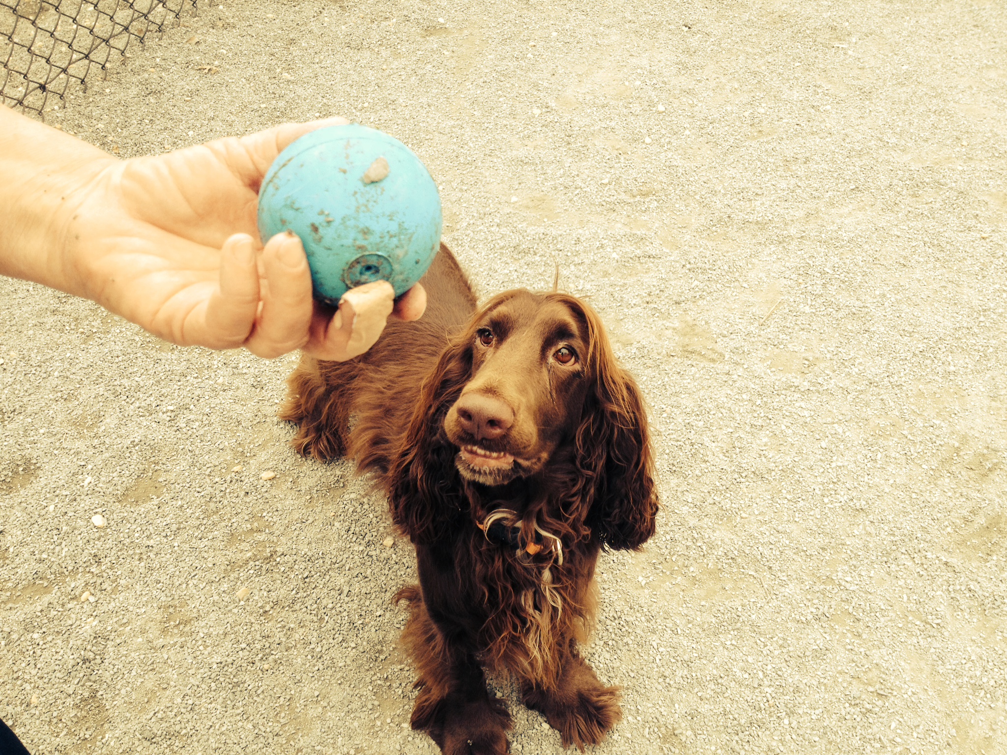 Tips for proper dog park etiquette