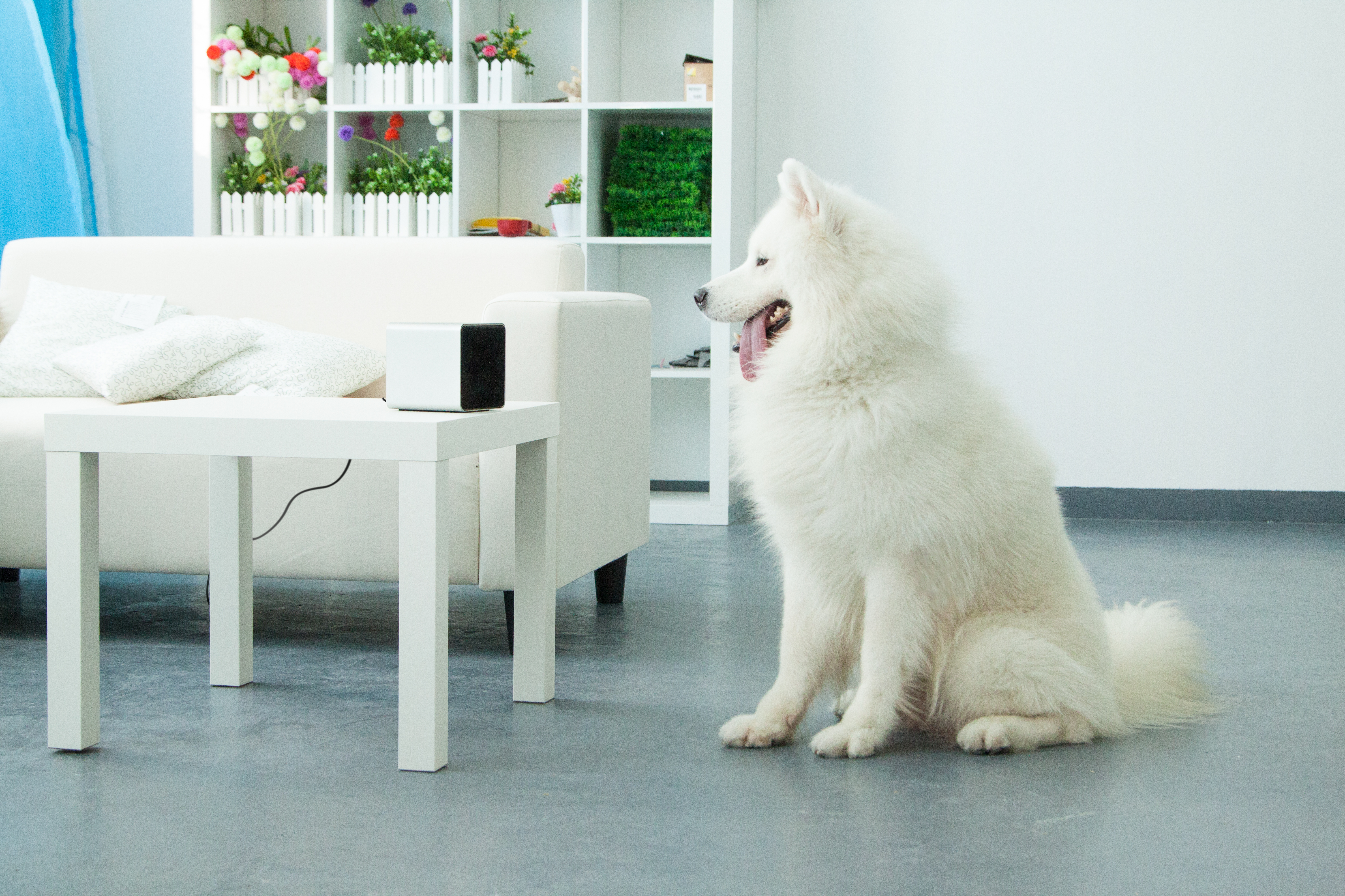 Startup to release Petcube, connecting pet owners with pets